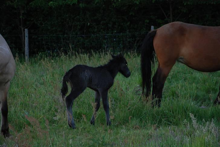 Islænder Nettla fra Thorsvighus billede 2
