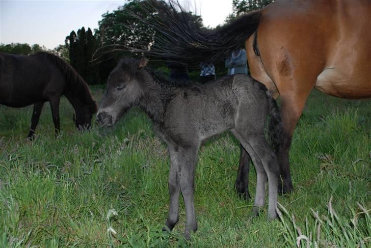 Islænder Nettla fra Thorsvighus billede 3