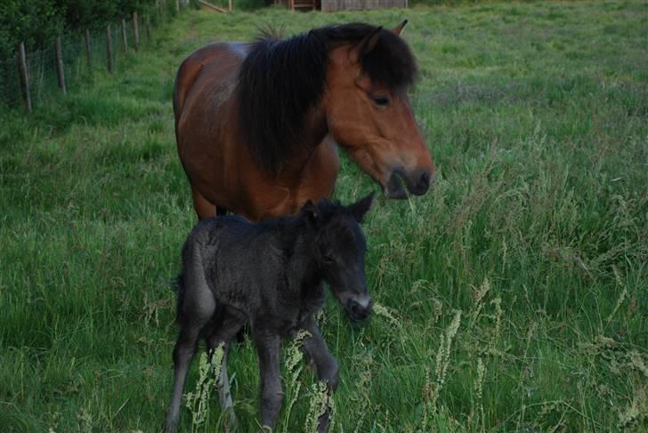 Islænder Nettla fra Thorsvighus billede 4