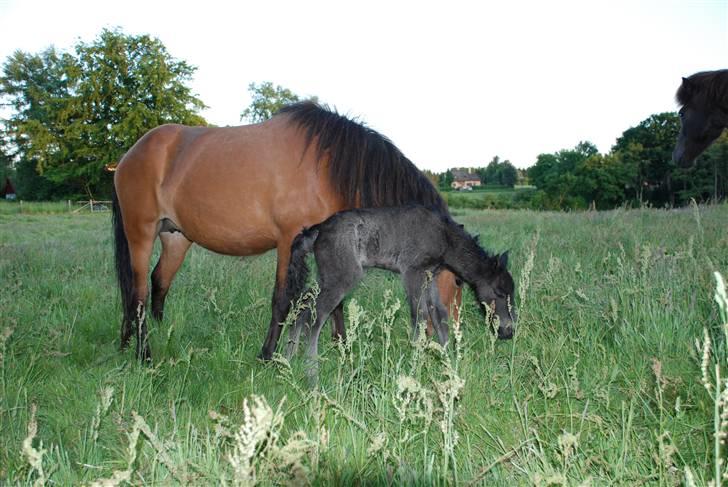 Islænder Nettla fra Thorsvighus billede 5