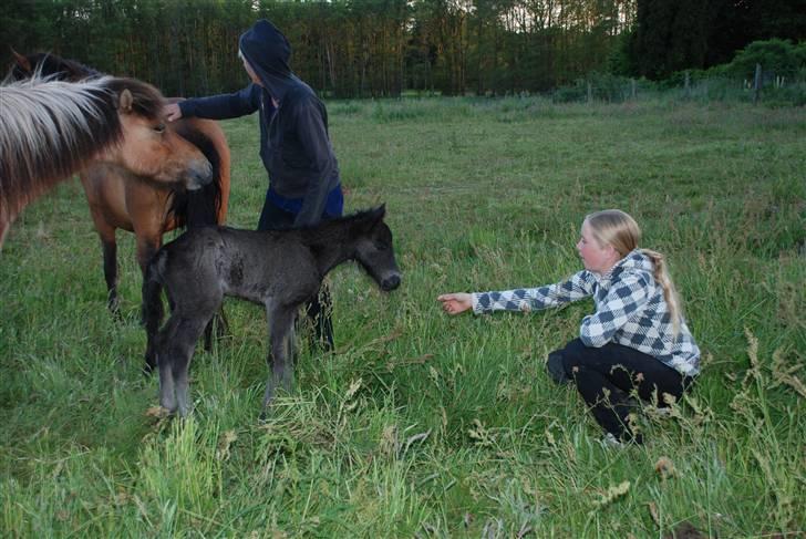 Islænder Nettla fra Thorsvighus billede 6