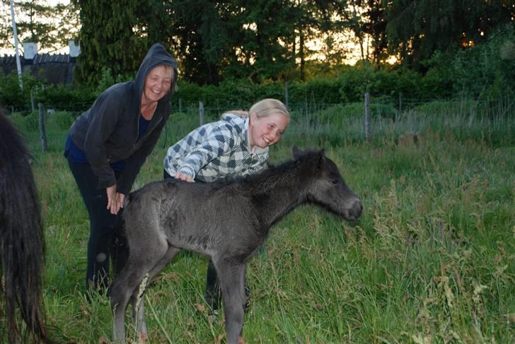 Islænder Nettla fra Thorsvighus billede 7