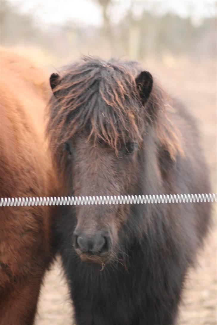 Islænder Nettla fra Thorsvighus billede 8