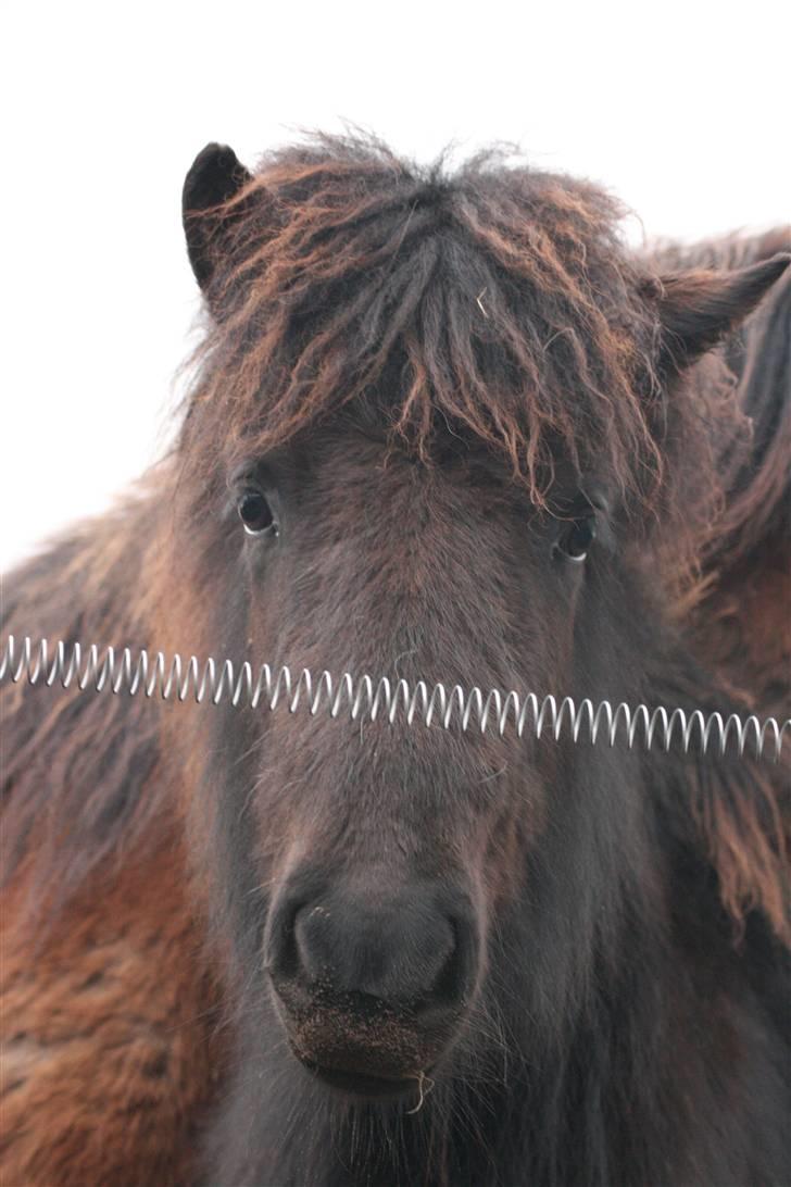 Islænder Nettla fra Thorsvighus billede 9