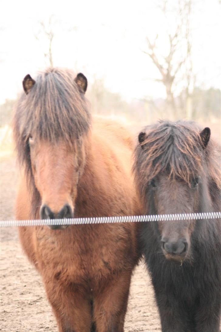 Islænder Nettla fra Thorsvighus billede 10