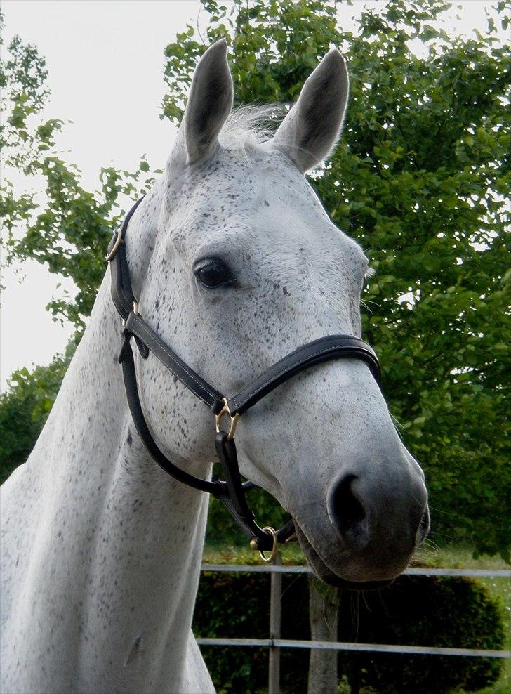 Trakehner Imagine - Hjemme igen på Bastiansborg maj 2011 - det smukkeste lille ansigt, der findes!!  billede 20