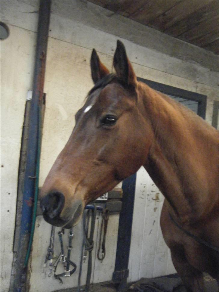 Dansk Varmblod Limona billede 5