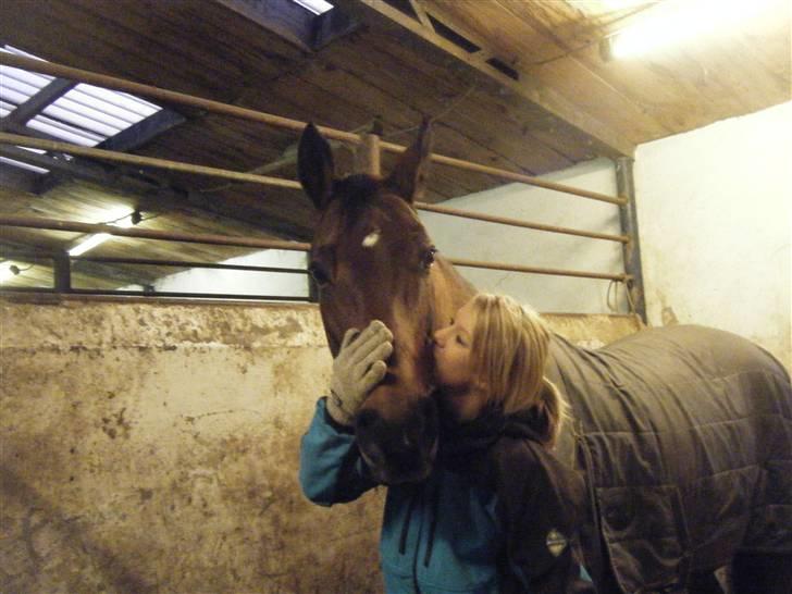 Dansk Varmblod Limona billede 6