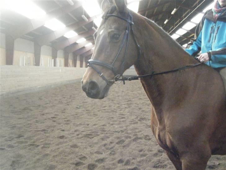 Dansk Varmblod Limona billede 7