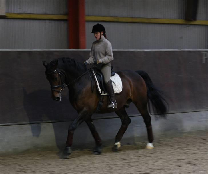 Dansk Varmblod †Timon† - Marts 2009 - Genoptræning billede 15