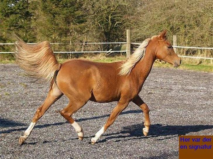 Arabisk fuldblod (OX) Zahrah Hamrah El Azraff  - Zahrah Hamrah El Azraff (foto: Azraff Arabians) billede 7