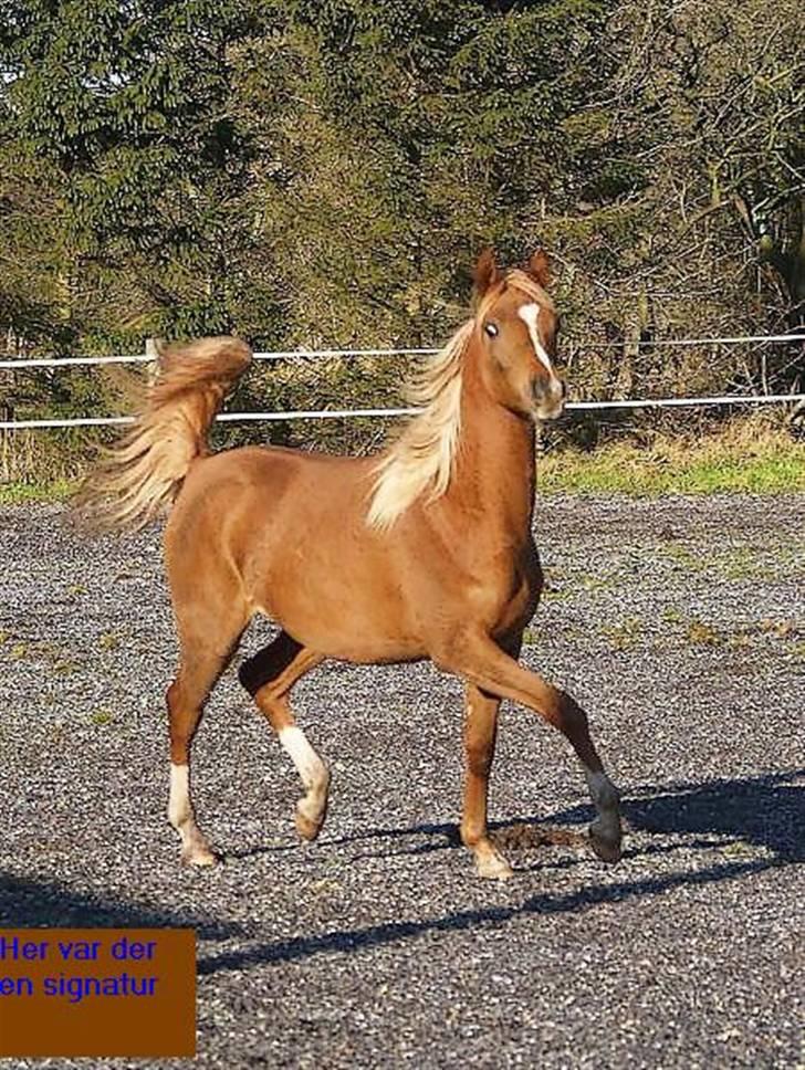 Arabisk fuldblod (OX) Zahrah Hamrah El Azraff  - Zahrah Hamrah El Azraff (foto: Azraff Arabians) billede 8