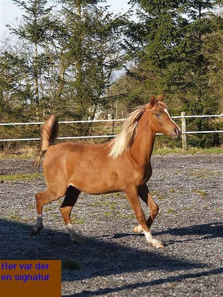 Arabisk fuldblod (OX) Zahrah Hamrah El Azraff  - Zahrah Hamrah El Azraff (foto: Azraff Arabians) billede 11