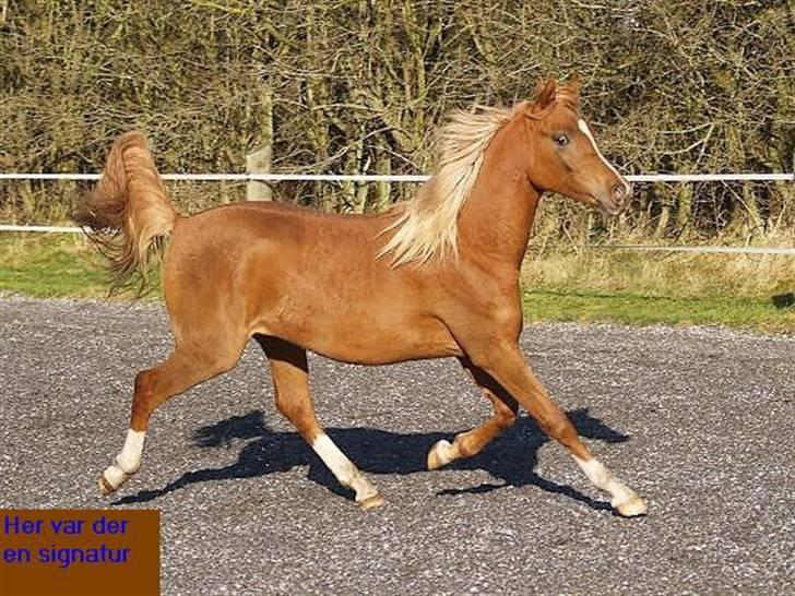 Arabisk fuldblod (OX) Zahrah Hamrah El Azraff  - Zahrah Hamrah El Azraff (foto: Azraff Arabians) billede 13