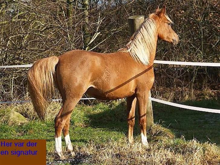 Arabisk fuldblod (OX) Zahrah Hamrah El Azraff  - Zahrah Hamrah El Azraff (foto: Azraff Arabians) billede 14