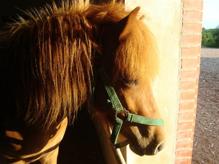 Islænder Saga fra Dalsgaard - Velkommen til Sagas profil :) billede 1