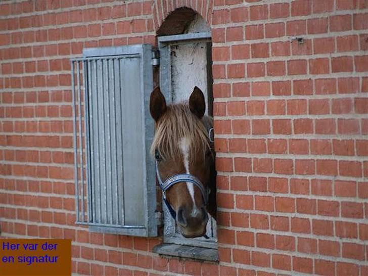 Arabisk fuldblod (OX) Zahrah Hamrah El Azraff  - Zahrah Hamrah El Azraff (foto: Azraff Arabians) billede 18