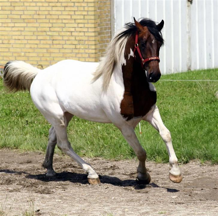 Pinto Lundhøjgårds Intermezzo billede 20
