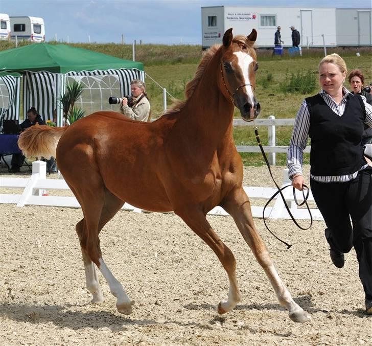 Arabisk fuldblod (OX) Kabir el Azraff  - Kabir el Azraff.. Foto: Jani Pedersen billede 11