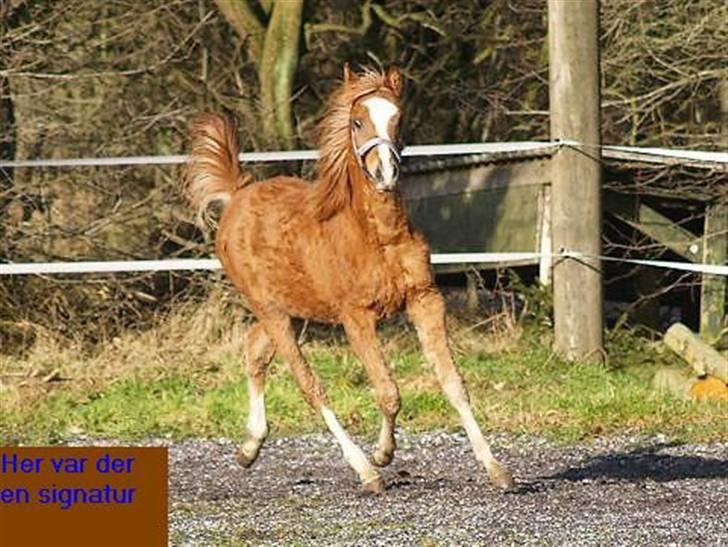 Arabisk fuldblod (OX) Kabir el Azraff  - Kabir el Azraff.. Foto: Azraff Arabians billede 12