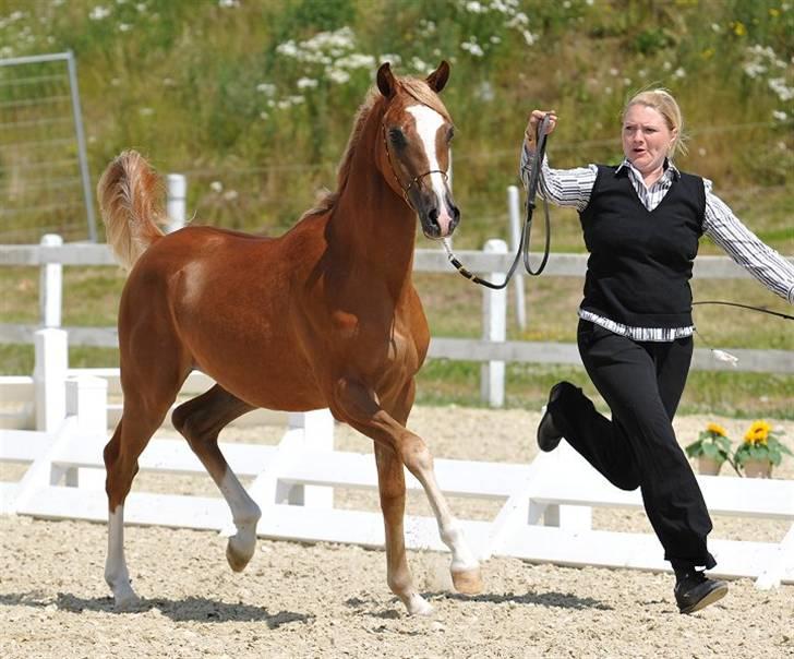 Arabisk fuldblod (OX) Kabir el Azraff  - Kabir el Azraff.. Foto: Jani Pedersen billede 14