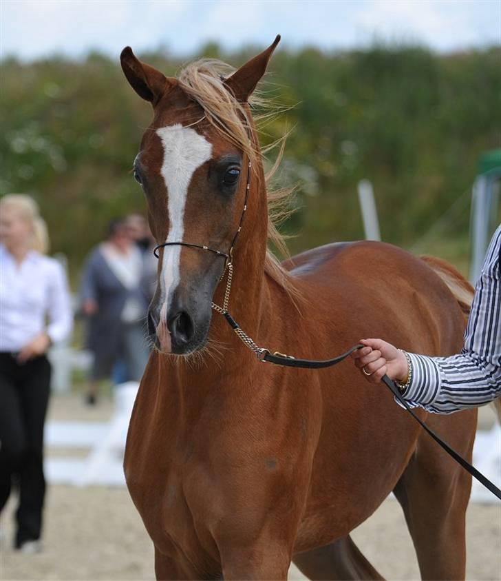 Arabisk fuldblod (OX) Kabir el Azraff  - Kabir el Azraff Nat Show 09.. Foto: Jani Pedersen billede 15