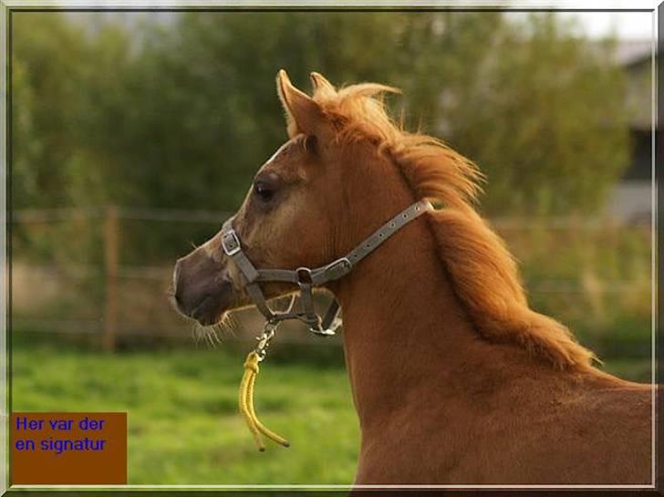 Arabisk fuldblod (OX) Kabir el Azraff  - Kabir el Azraff.. Foto: Azraff Arabians billede 17
