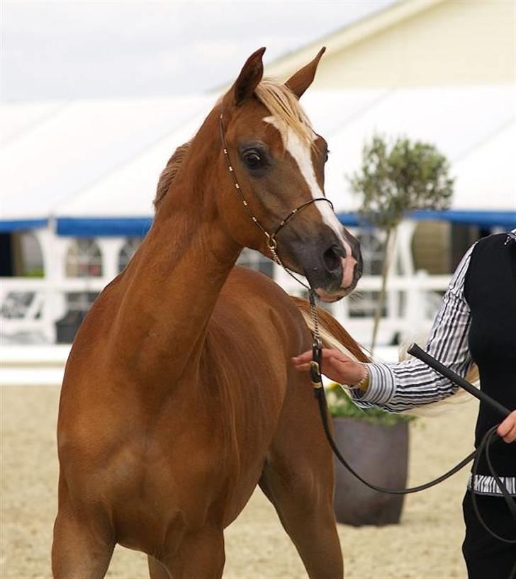 Arabisk fuldblod (OX) Kabir el Azraff  - Kabir el Azraff Nat Show 09.. Foto: Azraff Arabians billede 18