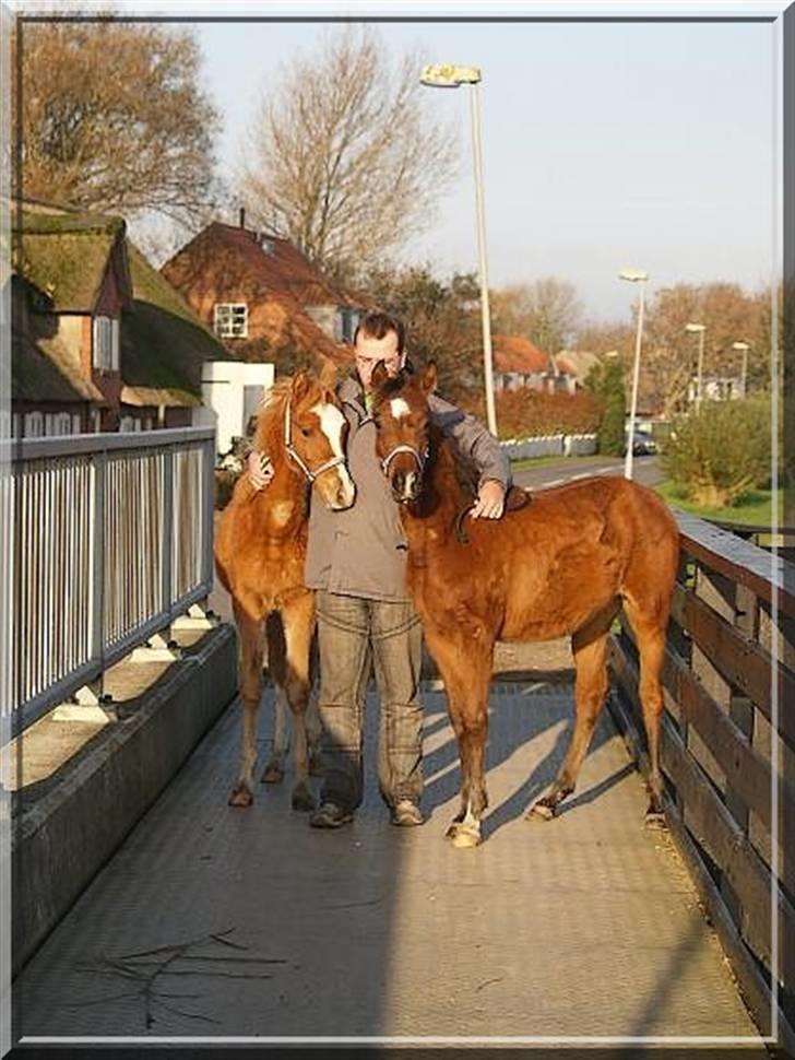 Arabisk fuldblod (OX) Kabir el Azraff  - Kabir el Azraff.. Foto: Azraff Arabians billede 19