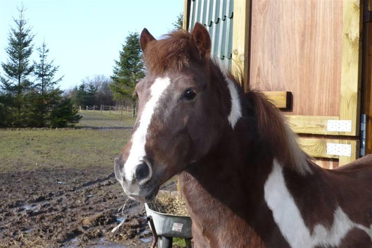 Anden særlig race Nordens Tequila Sunraise - Smukke Tequila <3   billede 11