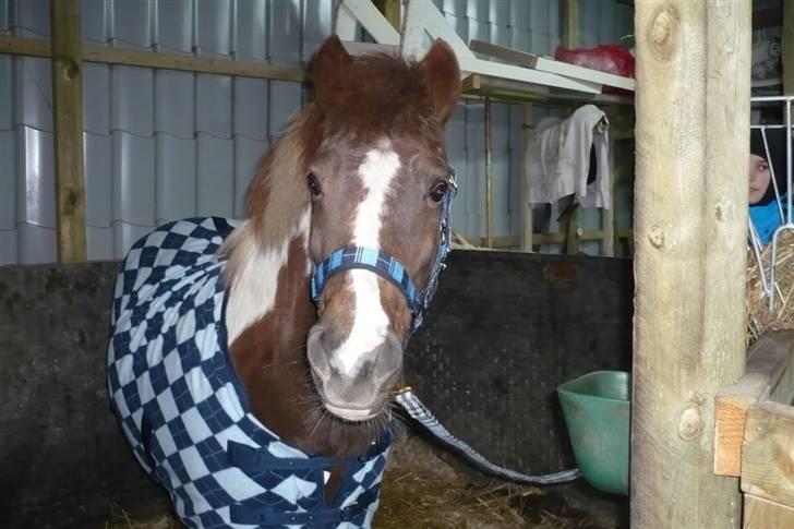 Anden særlig race Nordens Tequila Sunraise - Tequila i stalden...      8)    8=)  billede 12