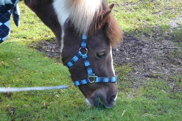 Anden særlig race Nordens Tequila Sunraise - UHmmm ! ! ! "jeg elsker græs" billede 13