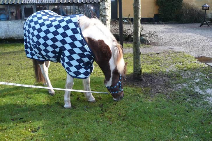 Anden særlig race Nordens Tequila Sunraise - Igen....................................................... billede 14