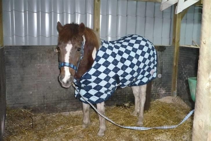 Anden særlig race Nordens Tequila Sunraise - I stalden inden vi skal ud at spise græs. =) billede 15