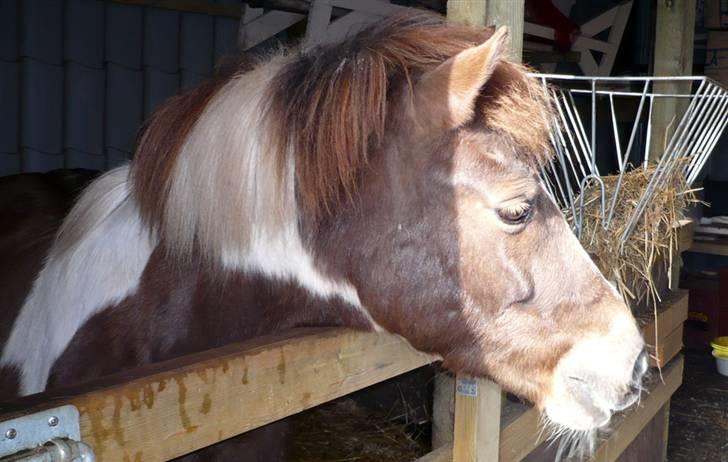 Anden særlig race Nordens Tequila Sunraise - "jeg kigger efter min smukke ejer som har en gulerod til mig =) billede 16
