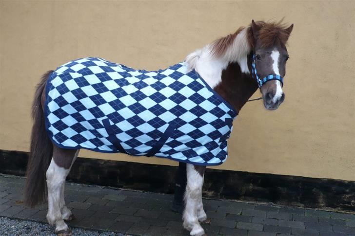 Anden særlig race Nordens Tequila Sunraise - Smukke med hendes nye dækken =D billede 17