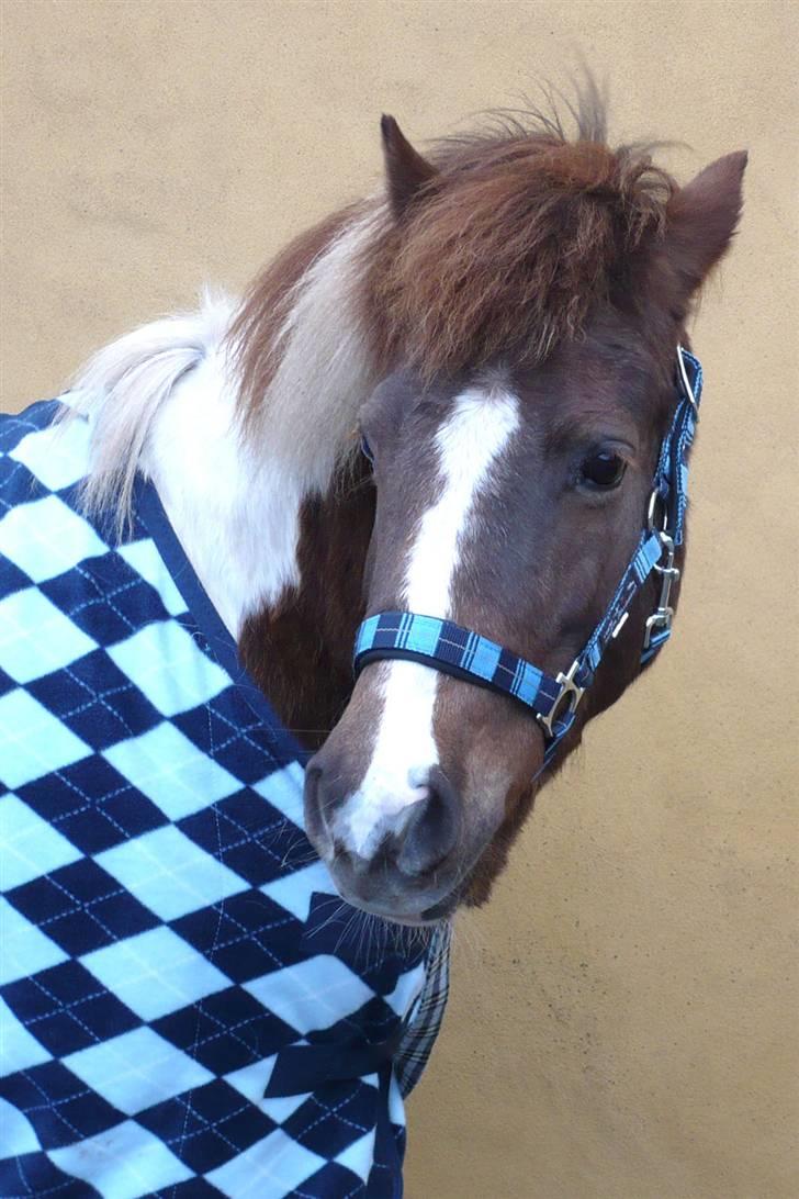 Anden særlig race Nordens Tequila Sunraise - Smukke Mulli <3 <3 <3 billede 18