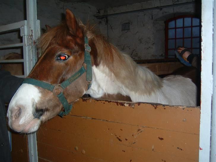 Anden særlig race Indianajones <333 R.I.P - her er søde indi<3 billede 10