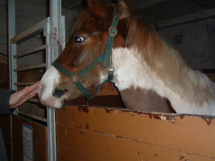 Anden særlig race Indianajones <333 R.I.P - indi,indi,indi og indi. billede 11