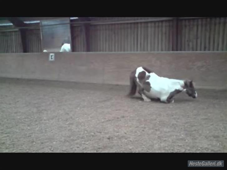 Anden særlig race Indianajones <333 R.I.P - Haha!-det her billede jar jeg fået af en der hedder Kamila billede 13