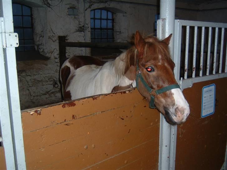 Anden særlig race Indianajones <333 R.I.P - INDIANA JONES!!!!!!!!!!!!!!!!!!!!!!!!!!!!!!!!!!!!!!!!!!!!!!!!!!!!!!!!!!!!!!!! billede 14