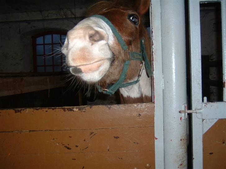 Anden særlig race Indianajones <333 R.I.P - hehe. sjove indi. billede 15