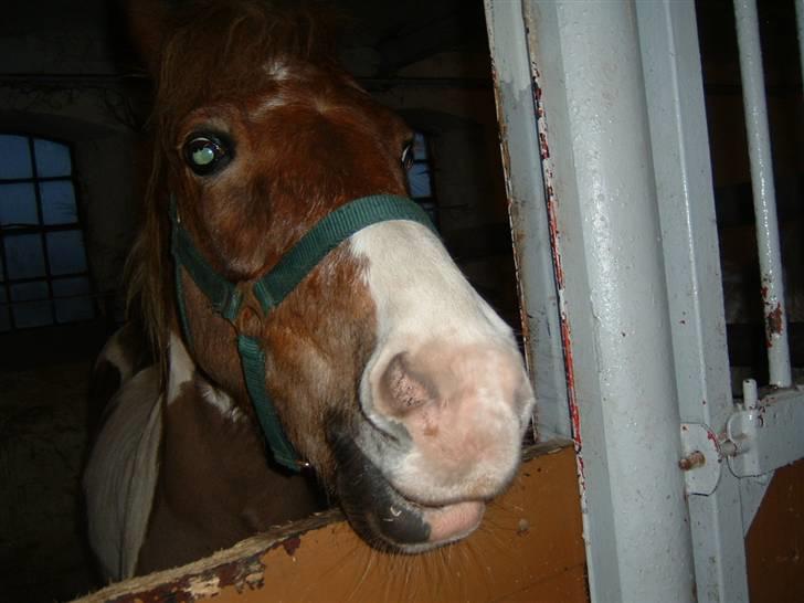 Anden særlig race Indianajones <333 R.I.P - Her er Indianajones!!! billede 16