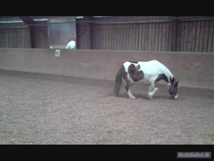 Anden særlig race Indianajones <333 R.I.P - Indi-det her billede har jeg jeg fået af en der hedder Kamila billede 17