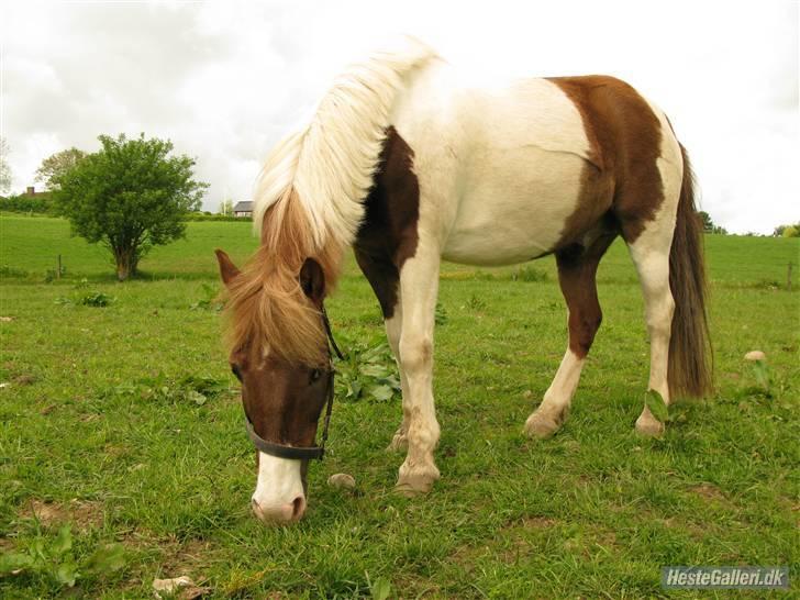 Anden særlig race Indianajones <333 R.I.P - Det her billede har en der hedder Emma taget. Tak Emma :D billede 18