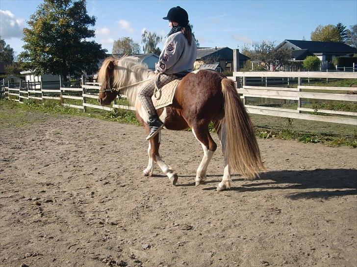 Islænder Sólfari Von f. Mosedalen billede 16