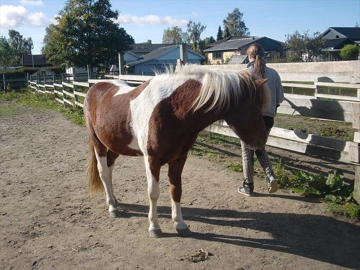 Islænder Sólfari Von f. Mosedalen billede 17