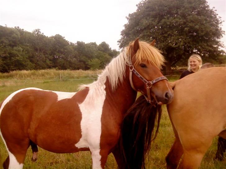 Islænder Sólfari Von f. Mosedalen billede 18