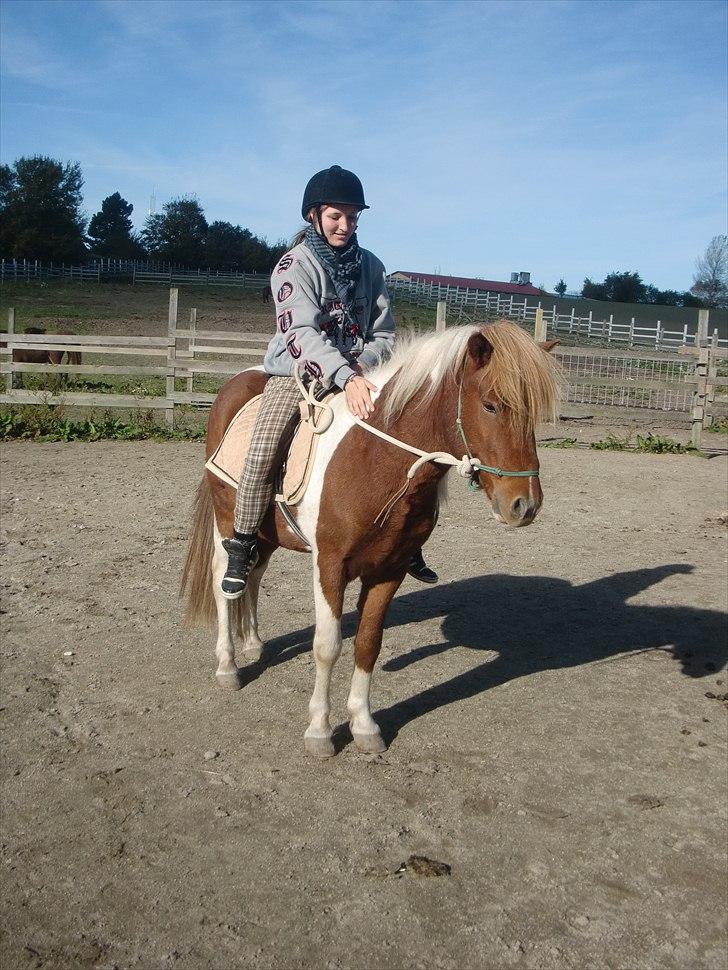 Islænder Sólfari Von f. Mosedalen billede 19