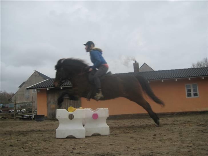 Islænder Náttfreyja f. Dyssemosen - Himmelhest billede 16